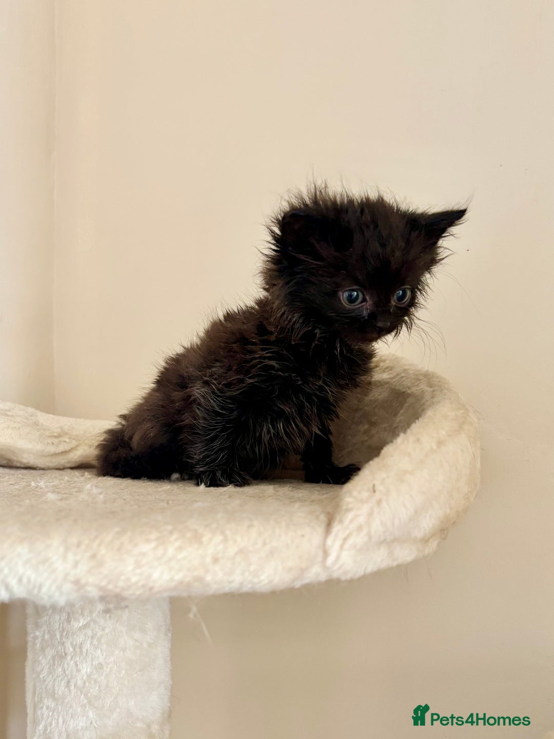Domestic Shorthair cats for sale: Gorgeous Fluffy Kittens, ready now! - Image 8