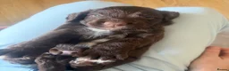Sprocker dogs for sale: 8 beautiful chocolate and white cocker spaniels  - Advert 25