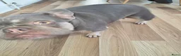 French Bulldog dogs for sale: French bulldog  - Advert 2
