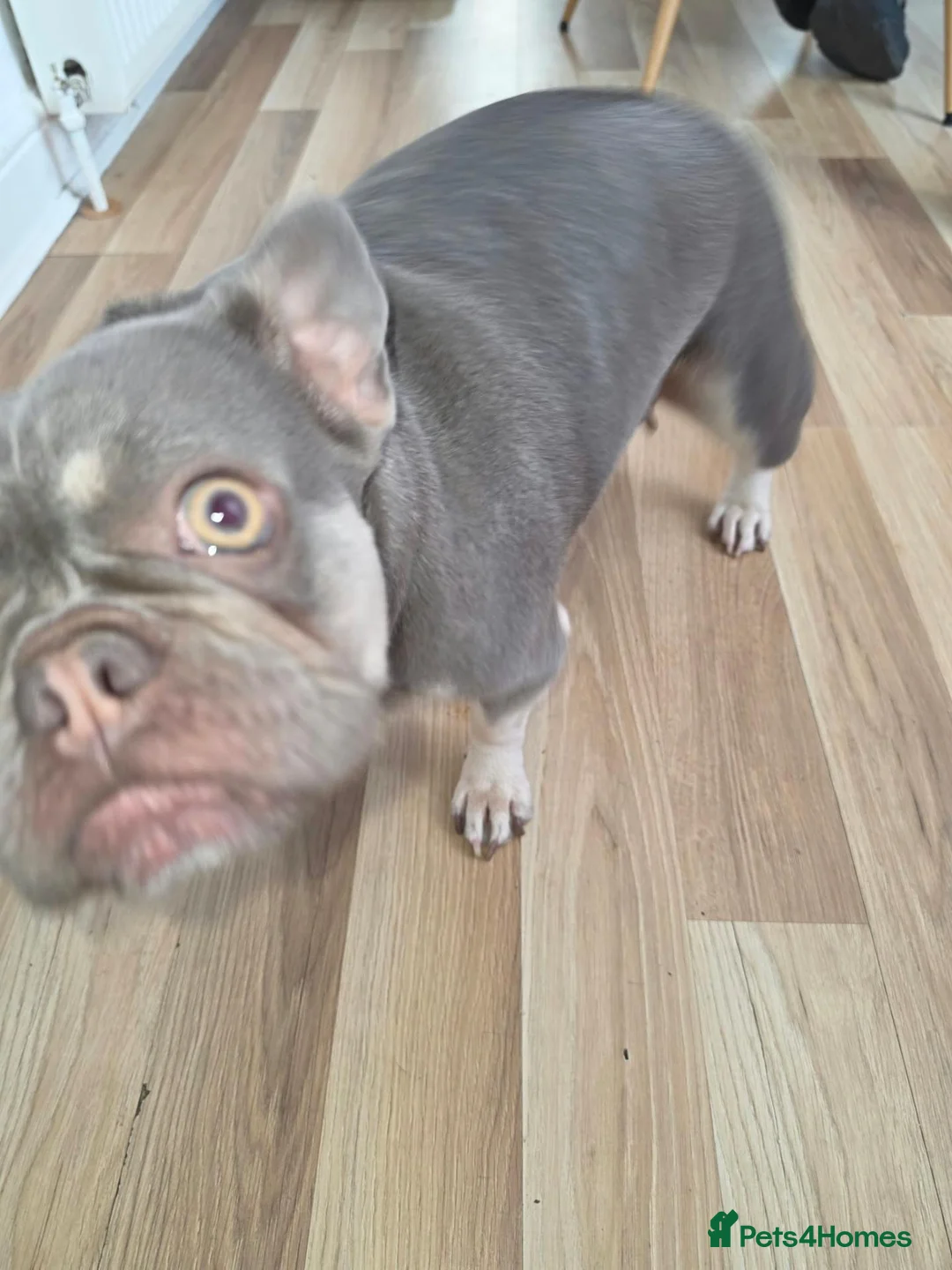 French Bulldog dogs for sale: French bulldog  - Advert 2