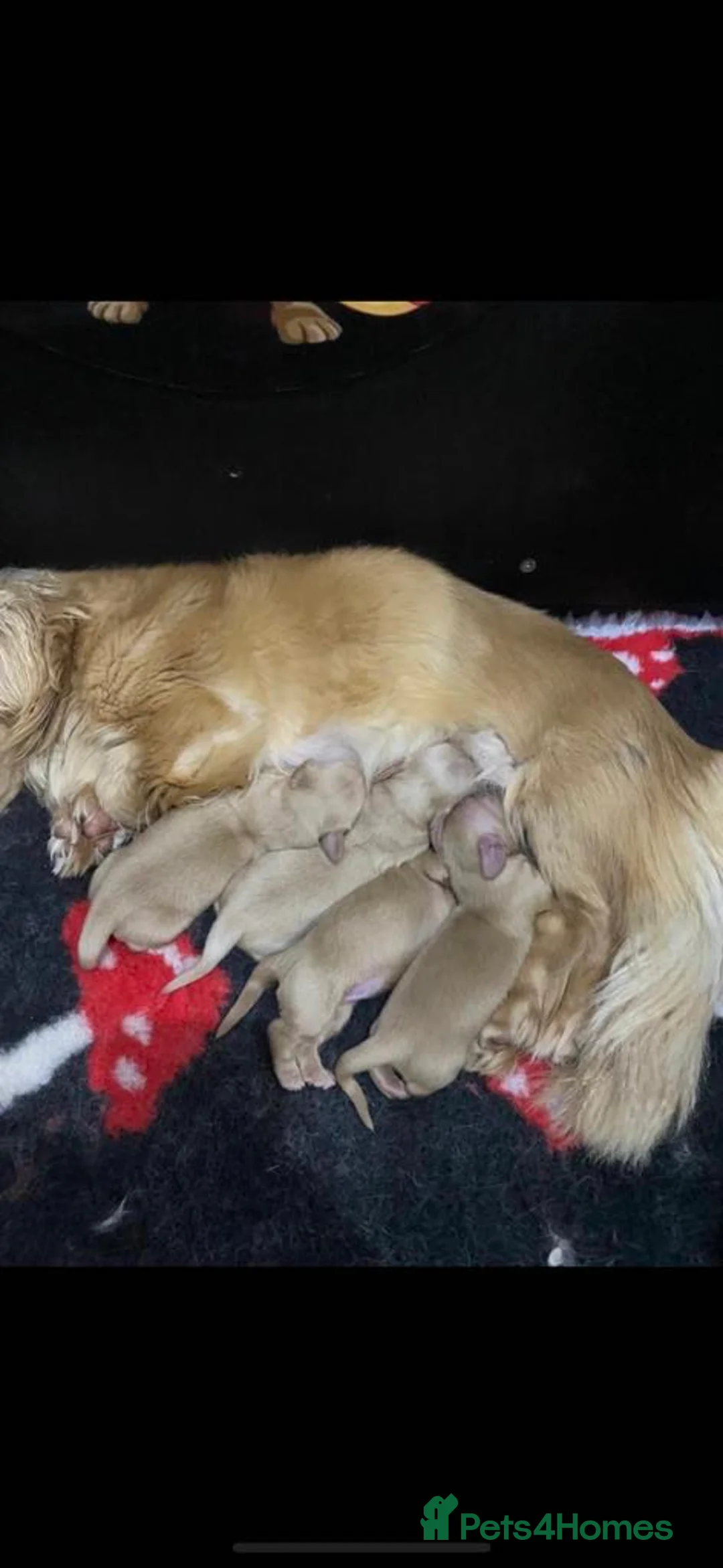 Miniature Dachshund dogs for stud: Cream long haired kc dachshund  in Sandbach - Advert 4