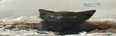 Domestic Shorthair 4