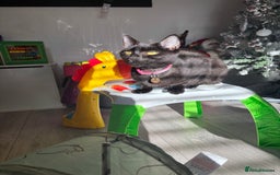 Siamese cats for sale: 1 year old Cat - Advert 2