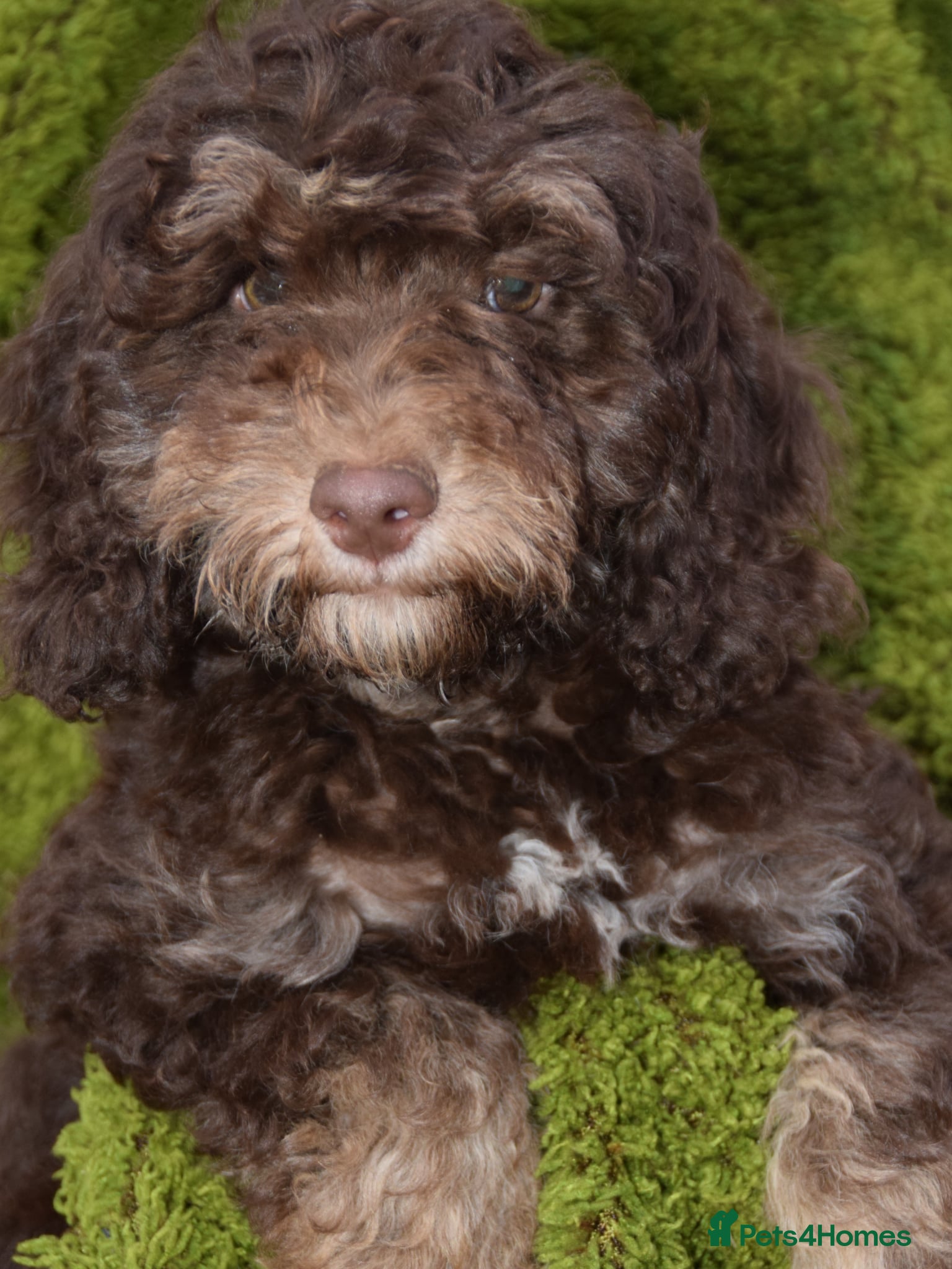 Cockapoo dogs Health tested Choc, sable & phantoms cockapoos  - Advert 17
