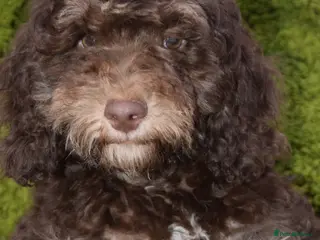 Cockapoo dogs Health tested Choc, sable & phantoms cockapoos - Advert 17
