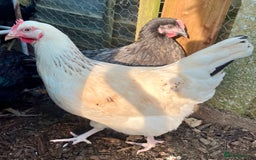 Chickens poultry for sale: Point of Lay Hybrids  - Image 3