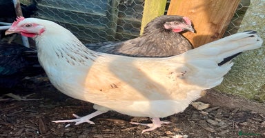 Chickens poultry - Advert 6
