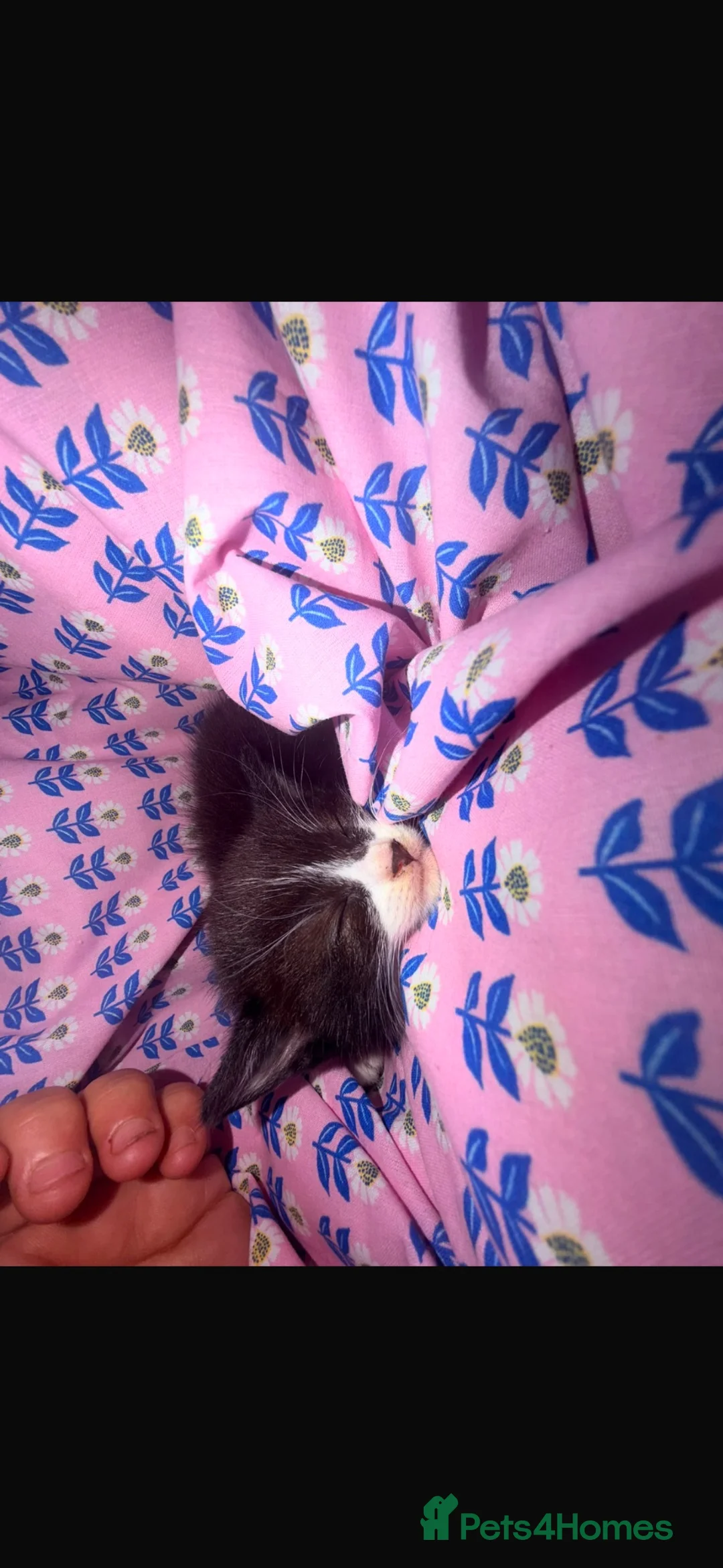 Mixed Breed cats for sale: BABY GIRL READY FOR NEW HOME  - Advert 2