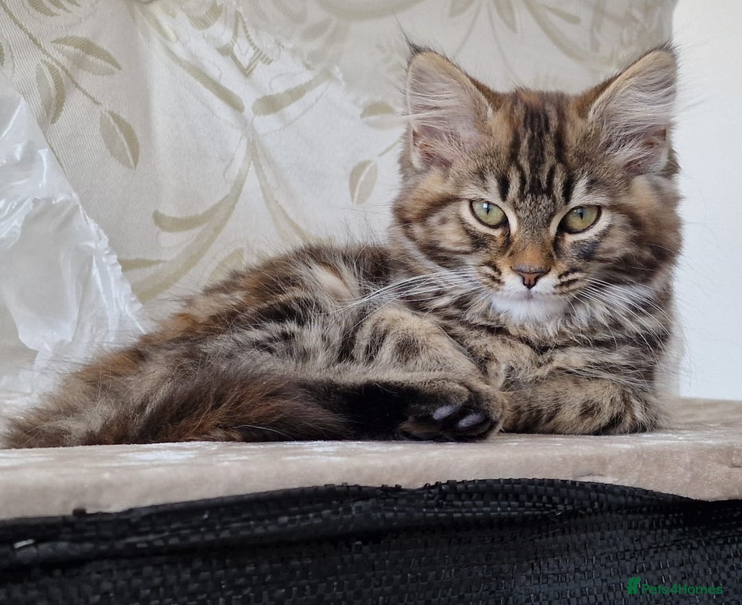 Mixed Breed cats for sale: Girl Mix breed Mainecoon and Bengal - Image 4