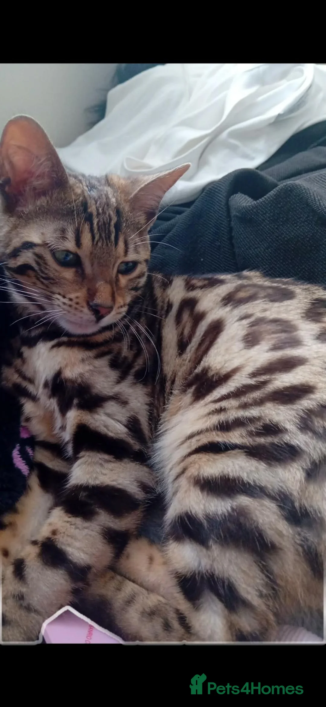 Bengal cats for sale: Bengal female kitten in Cradley Heath - Advert 1