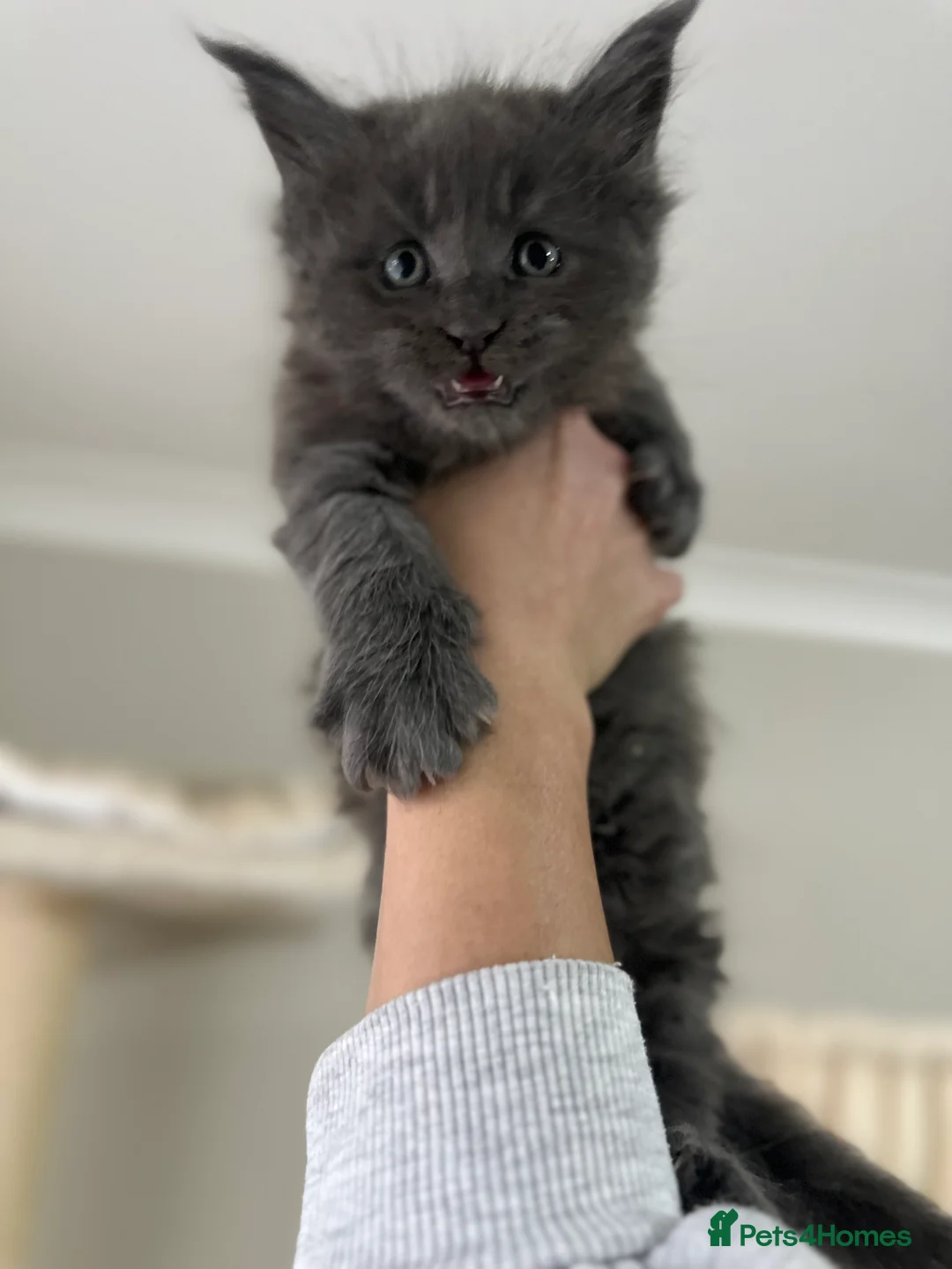 Maine Coon cats for sale: Stunning TICA Registered Maine Coon Kittens - Advert 11
