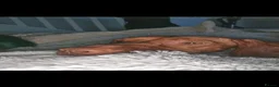 Hungarian Vizsla dogs for sale: Gorgeous Female Hungarian Vizsla - Advert 4