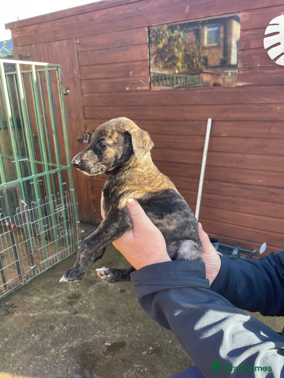 Lurcher dogs for sale: lurcher pups - Advert 11