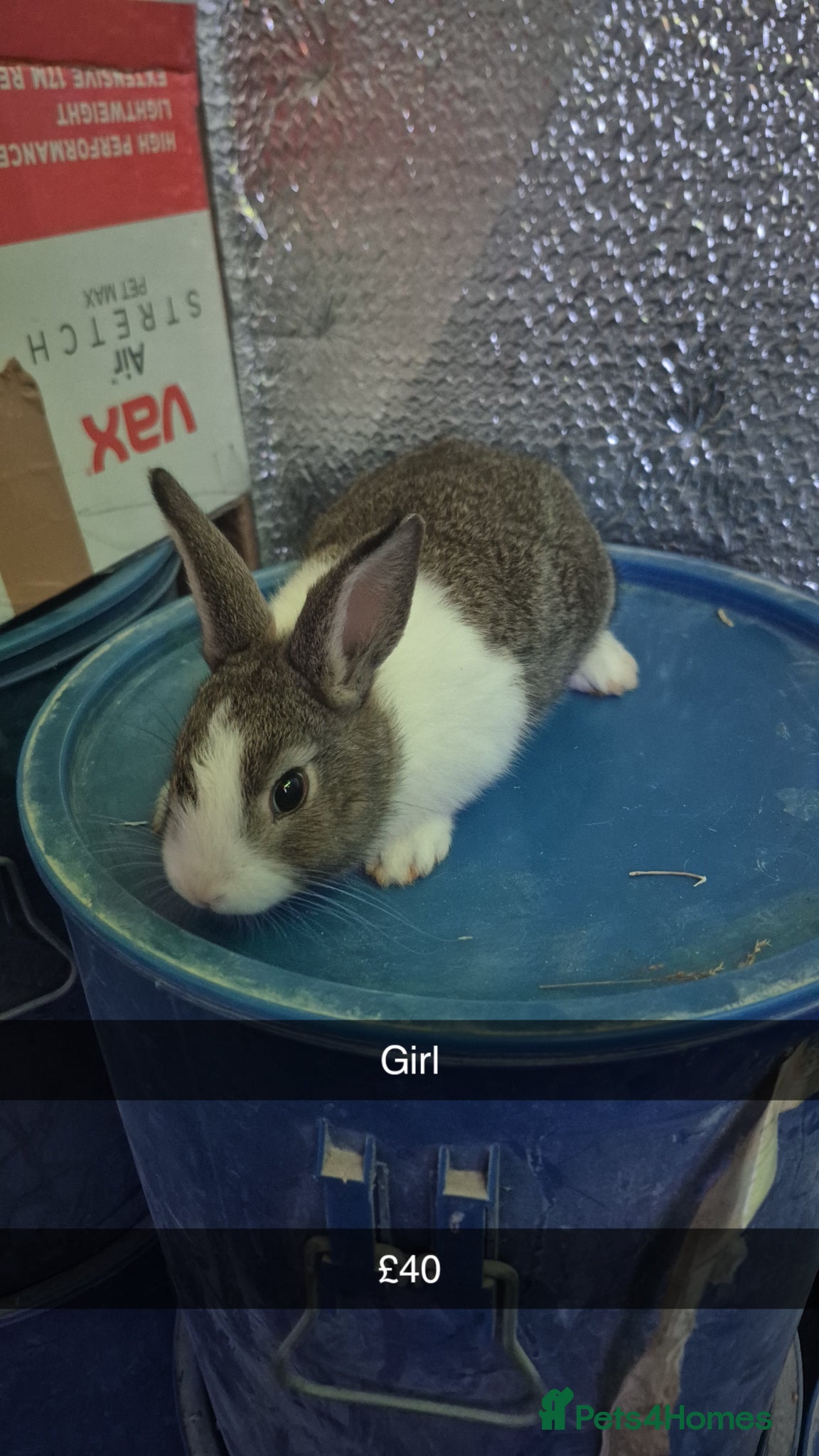 Lionhead rabbits Lionhead Baby Rabbits 8 weeks (Friendly) - Advert 6