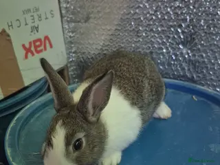 Lionhead rabbits Lionhead Baby Rabbits 8 weeks (Friendly) - Advert 6