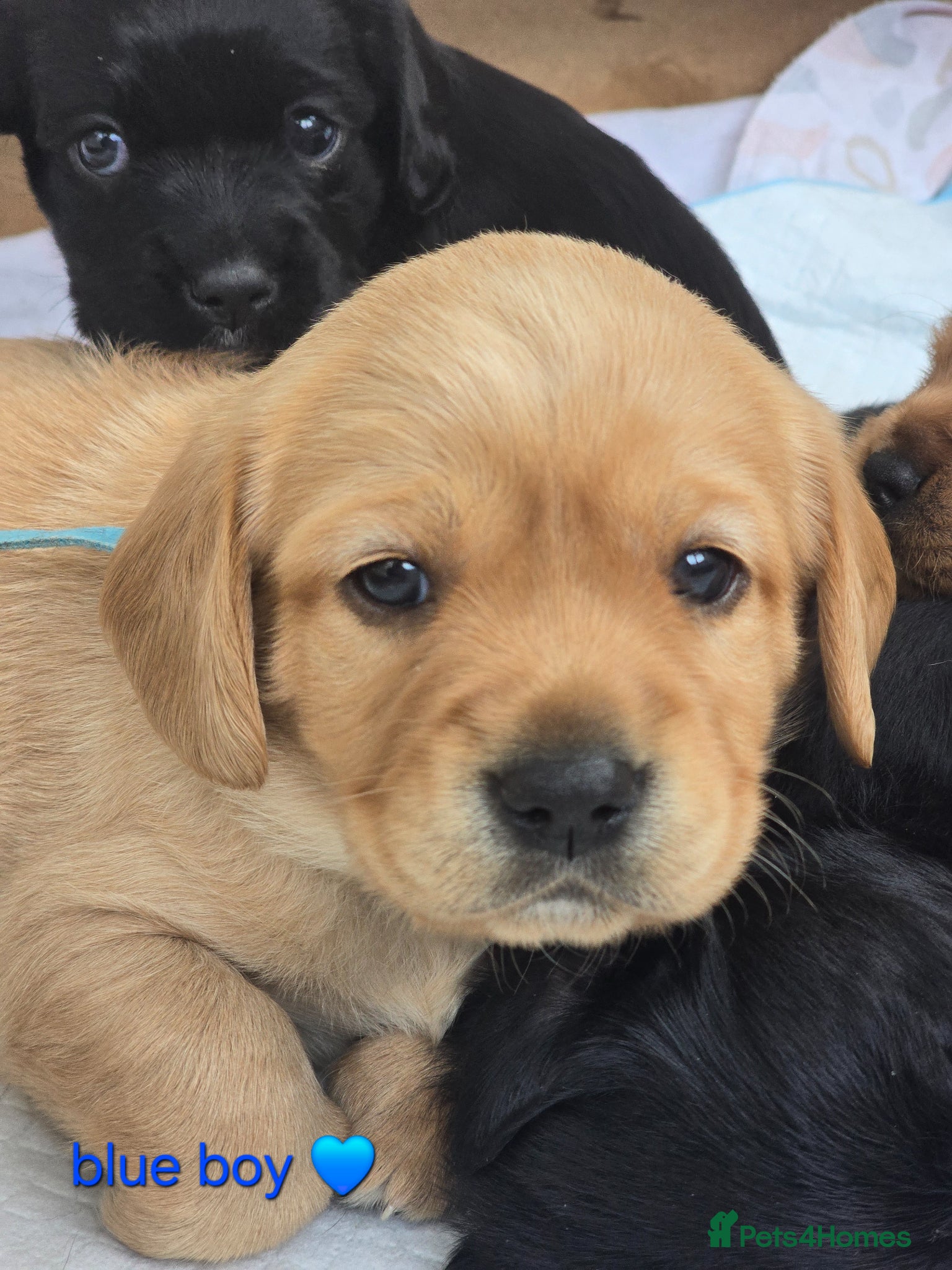 Mixed Breed dogs Beautiful F1 Cavadors. Rare breed!  - Advert 1