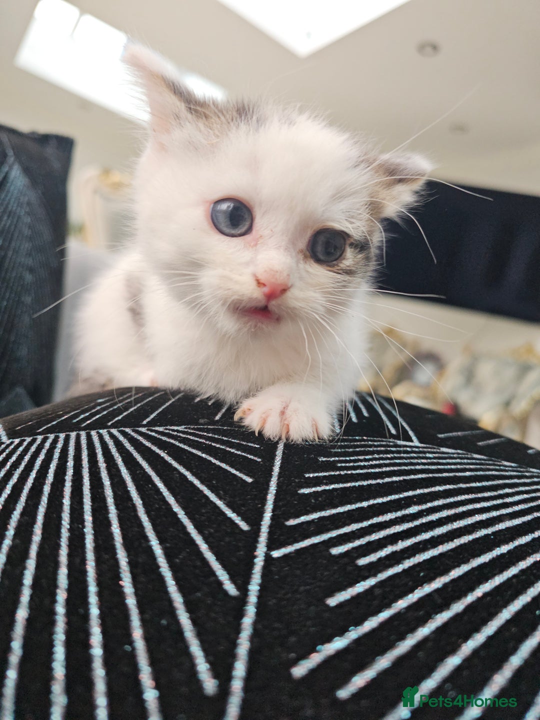 Russian Blue cats for sale: Lovley Russian white/Persian  - Advert 18