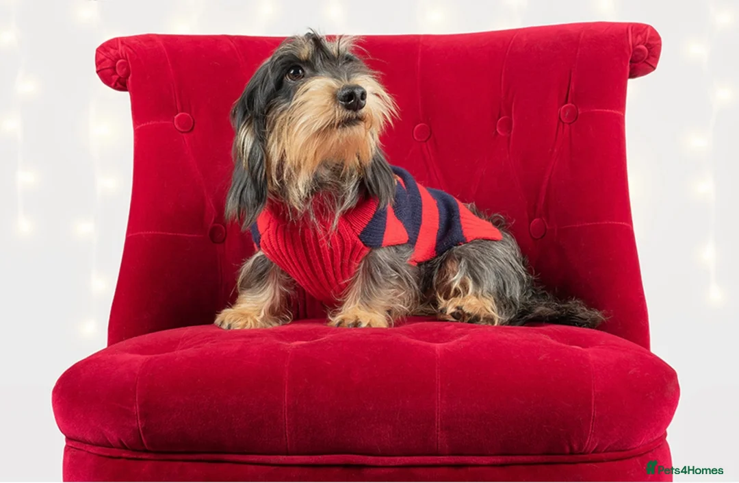 Miniature Dachshund dogs for sale: 3 gorgeous mini wirehaired Dachshunds.  - Advert 14