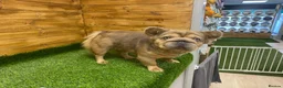 French Bulldog dogs for sale:  **  French Bulldog  in Colwyn Bay - Advert 6