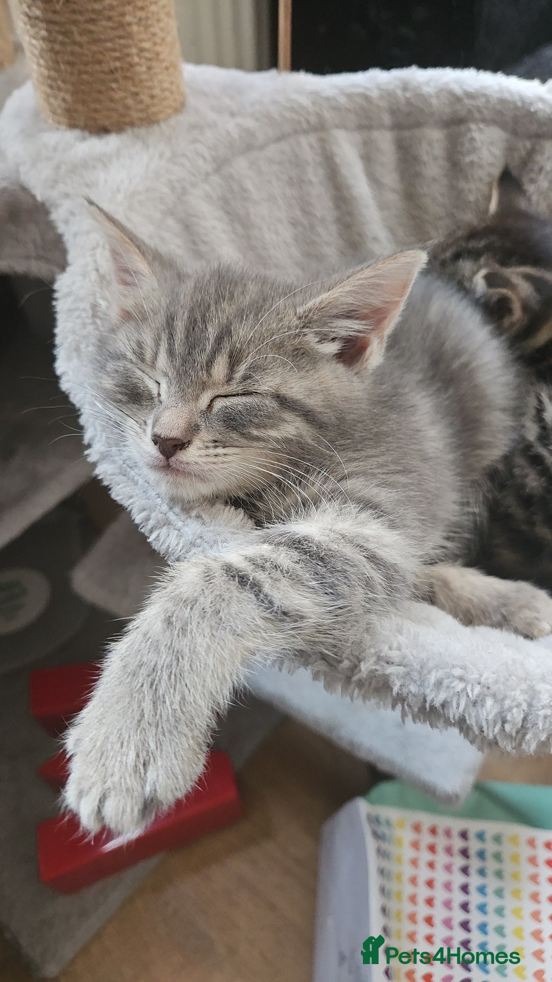 Mixed Breed cats for sale: Grey Kittens🐾🤍 - Advert 3