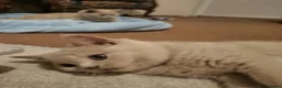 British Shorthair cats for sale: British Shorthair Kittens Looking for Loving Homes - Advert 5