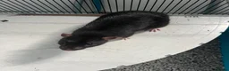 Rat rodents for sale: Two male rats with huge enclosure - Advert 5