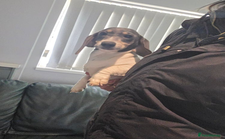 Miniature Dachshund dogs Kc registered Beautiful mini dachshund puppies - Advert 8