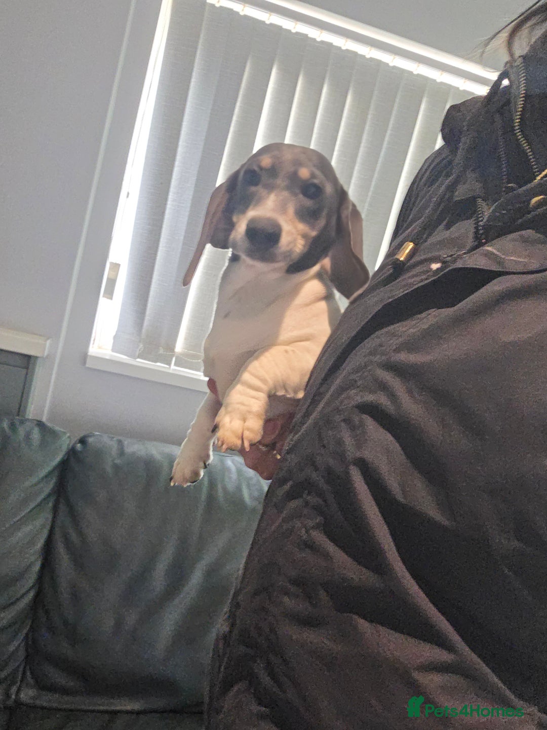 Miniature Dachshund dogs for sale: Kc registered Beautiful mini dachshund puppies - Advert 1