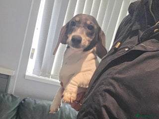 Miniature Dachshund dogs Kc registered Beautiful mini dachshund puppies - Advert 3