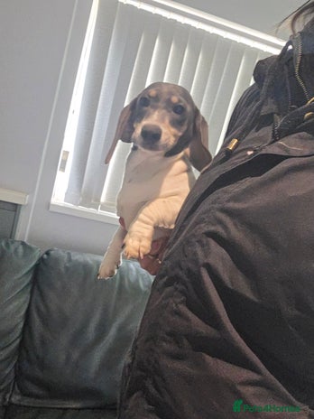 Miniature Dachshund dogs Kc registered Beautiful mini dachshund puppies - Advert 8