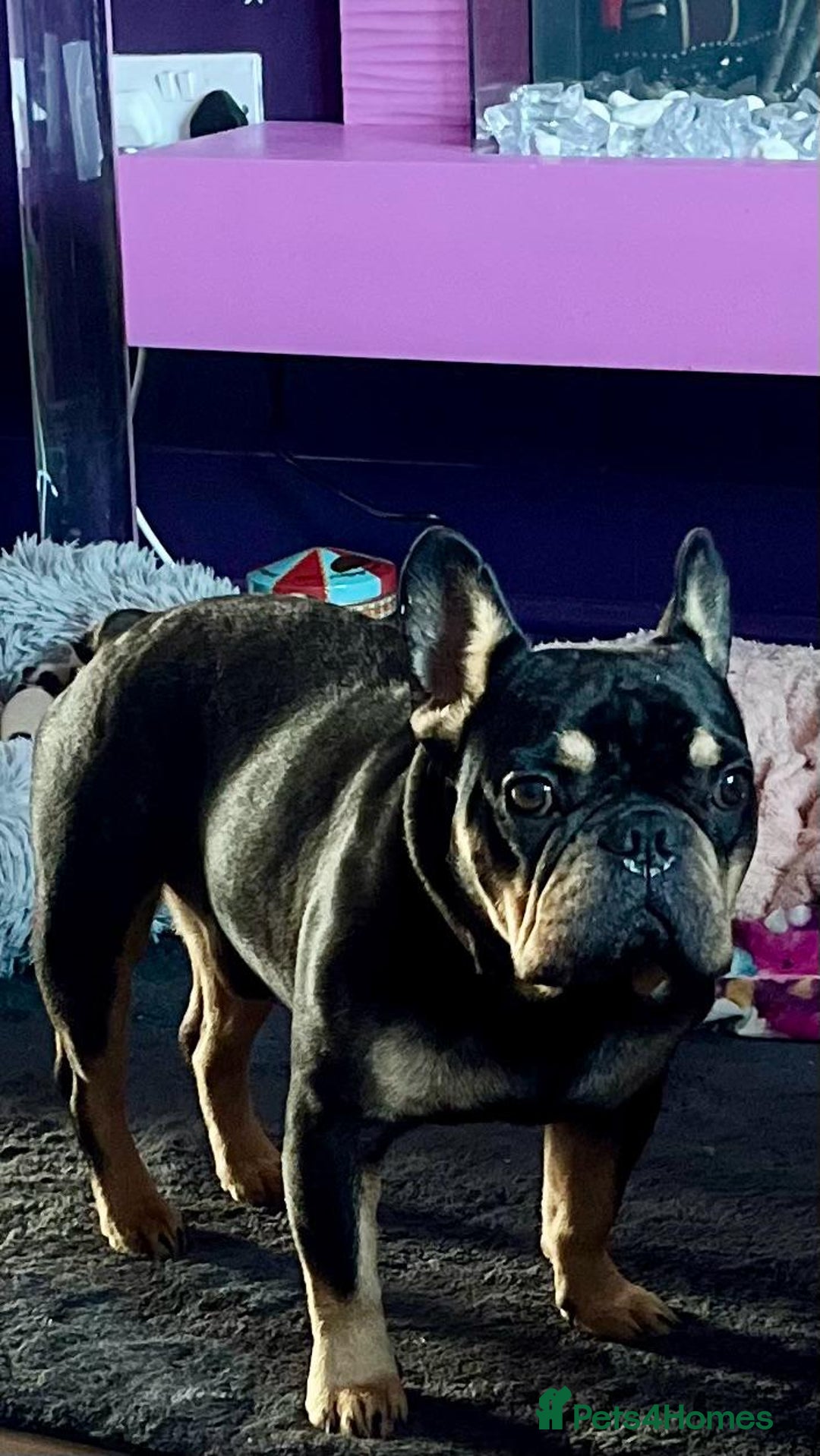 French Bulldog dogs for adoption: 💙WINSTON-LITTLE FRENCHIE BOY WITH A BIG HEART💙 - Advert 2