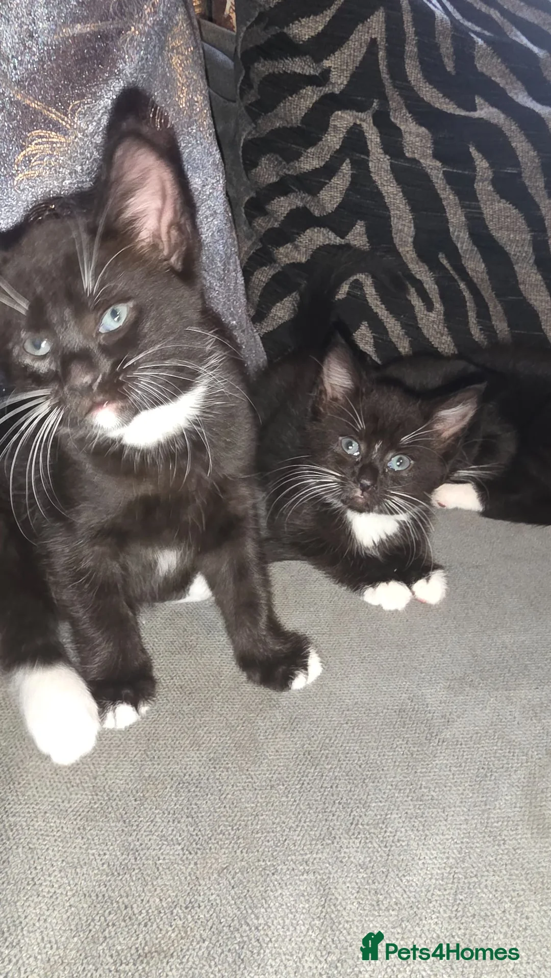 Mixed Breed cats for sale: READY TO LEAVE NOW! Ragdoll Cross Kittens - Advert 2