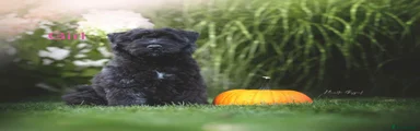 Bouvier Des Flandres - Lexy (girl)