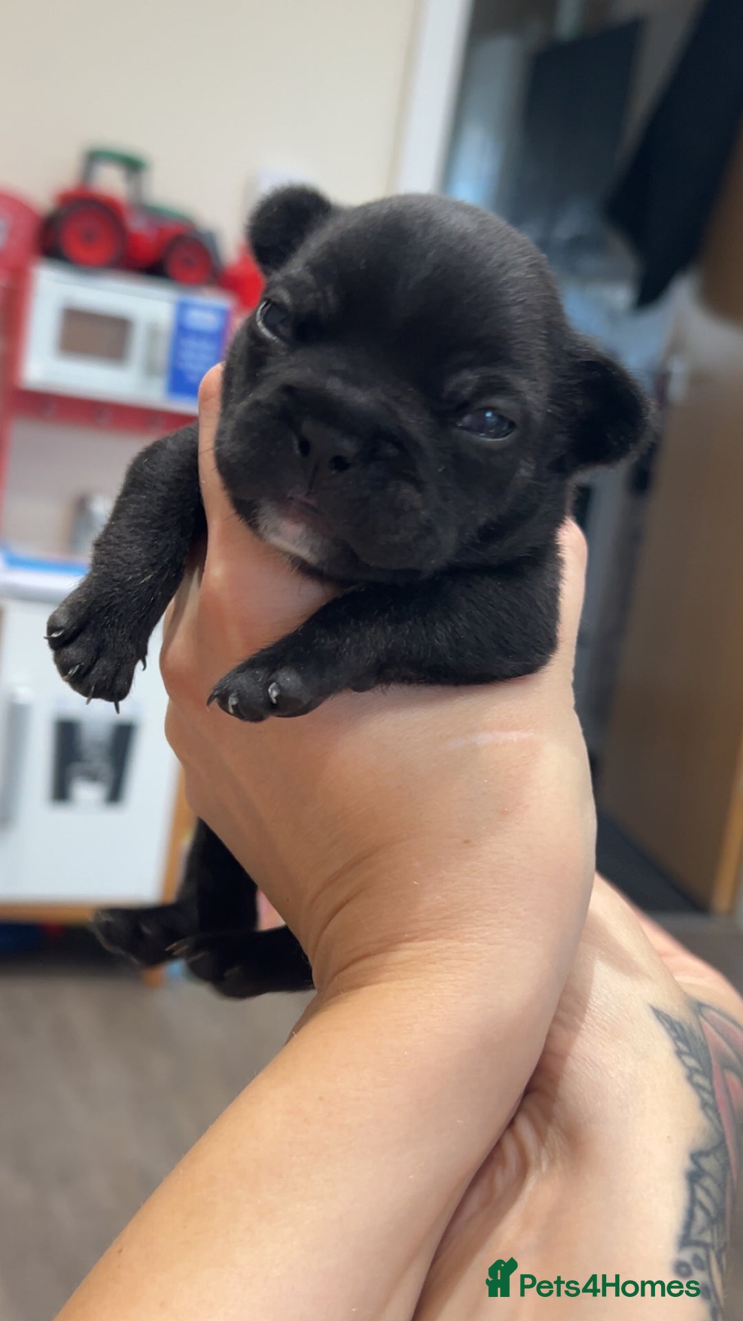 French Bulldog dogs for sale: 2 French bull dog puppies  - Image 11