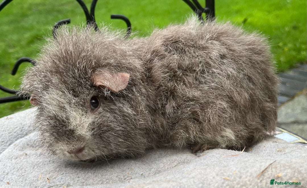 Guinea Pig rodents for sale: Baby boy and mature male to go as a pair.  - Advert 6