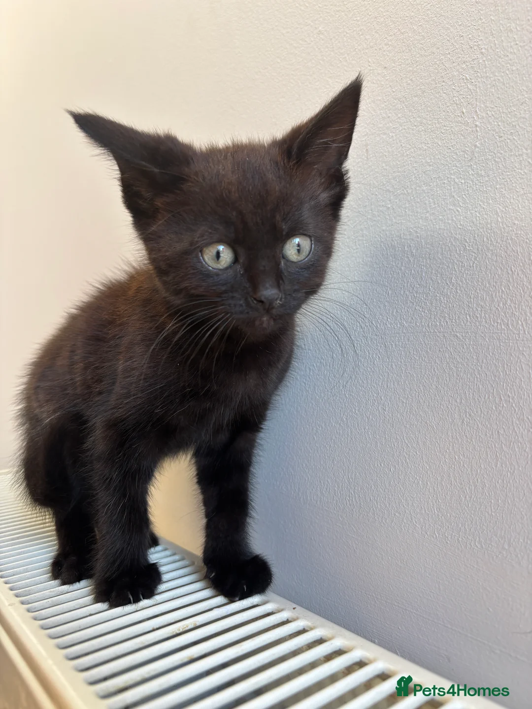 Mixed Breed cats for sale: 2 little kittens  - Advert 7