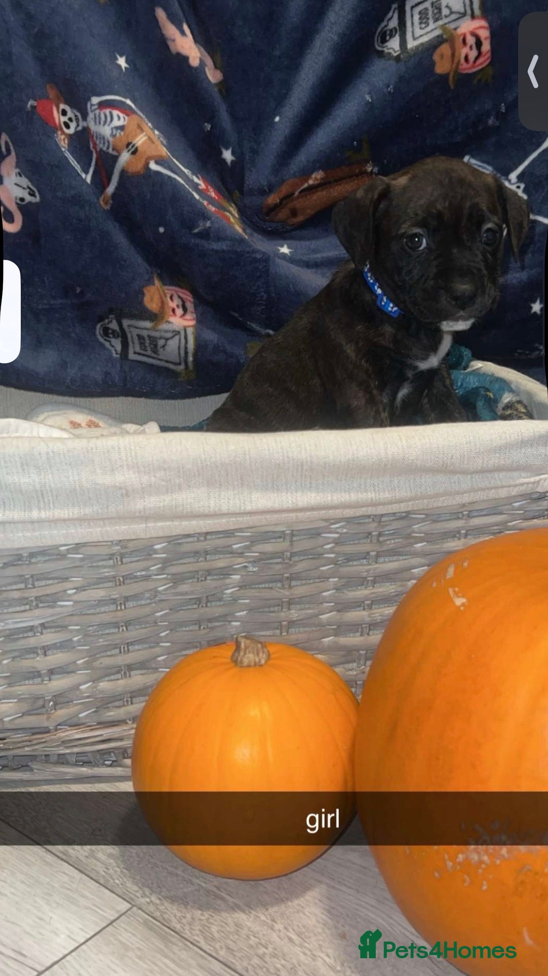 Mixed Breed dogs for sale: 8 beautiful pups for sale  - Image 5