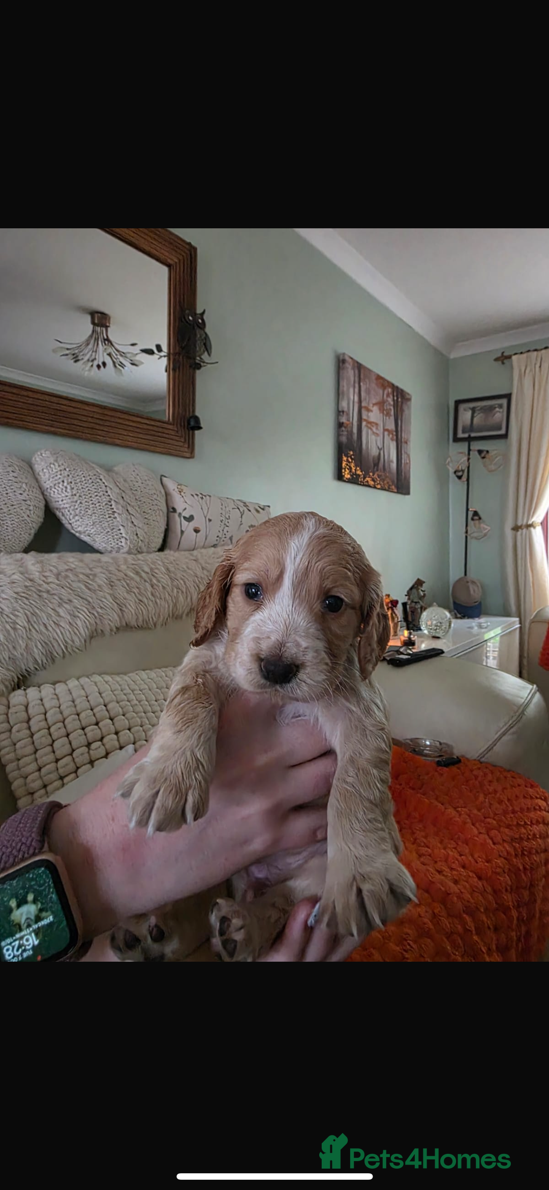Cocker Spaniel dogs for sale: KC REGISTERED COCKER SPANIELS  - Image 8