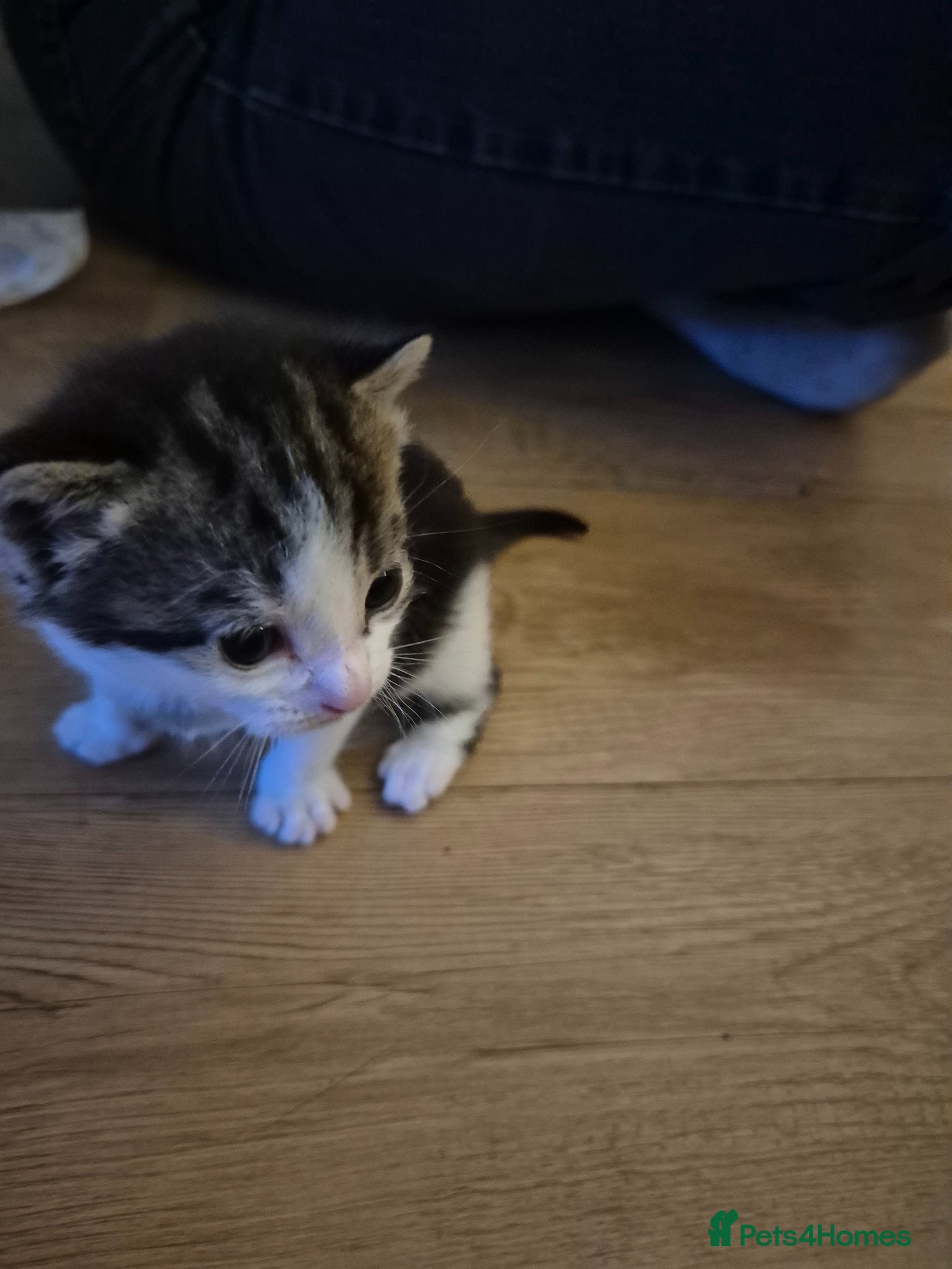 British Shorthair cats for sale: X2 mummys with kittens in London - Advert 18