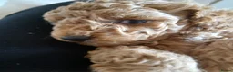 Mixed Breed dogs for sale: 3 Adorable F2B crested poos in Withernsea - Advert 4