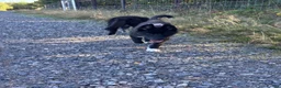 Mixed Breed dogs for sale: Socialised Husky x Malamute | Health tested 🐾 - Advert 7