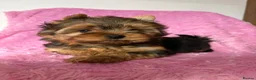 Yorkshire Terrier dogs for sale: Beautiful Yorkshire terrier pups🩵🩷 - Advert 14