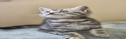 British Shorthair cats for sale: Silver Tabby Kittens, Rare GCCF Show Quality.  - Advert 16