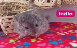 Chinchilla rodents for sale: Baby Royal Persian Angora (RPA /RPAc) Chinchillas - Image 1