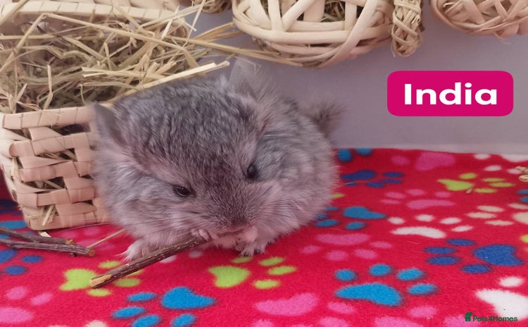 Chinchilla rodents - Advert 1