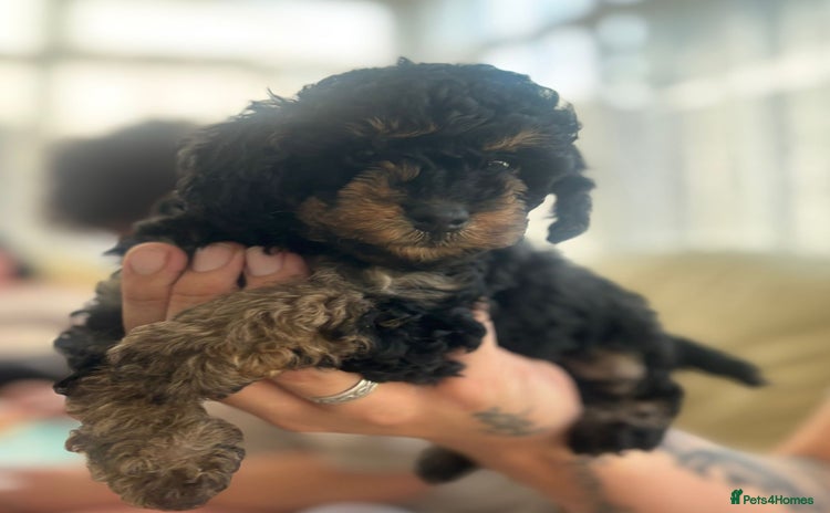 Toy Poodle dogs - Advert 1