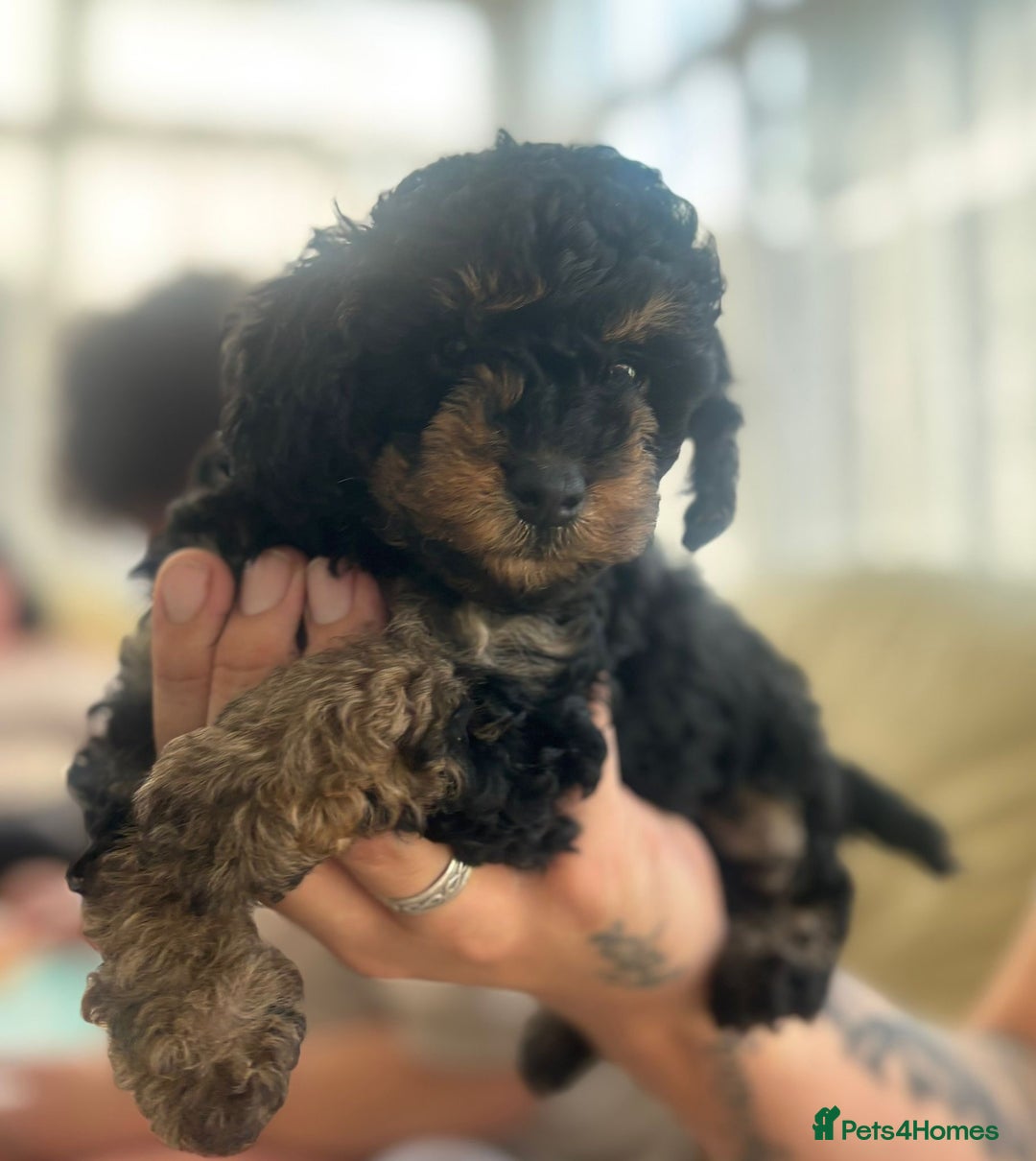 Toy Poodle dogs for sale: Black and Tan toy poodles  - Image 1