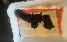 Pug dogs for sale: Platinum pug girls vaccinated Insured microchipped - Image 2