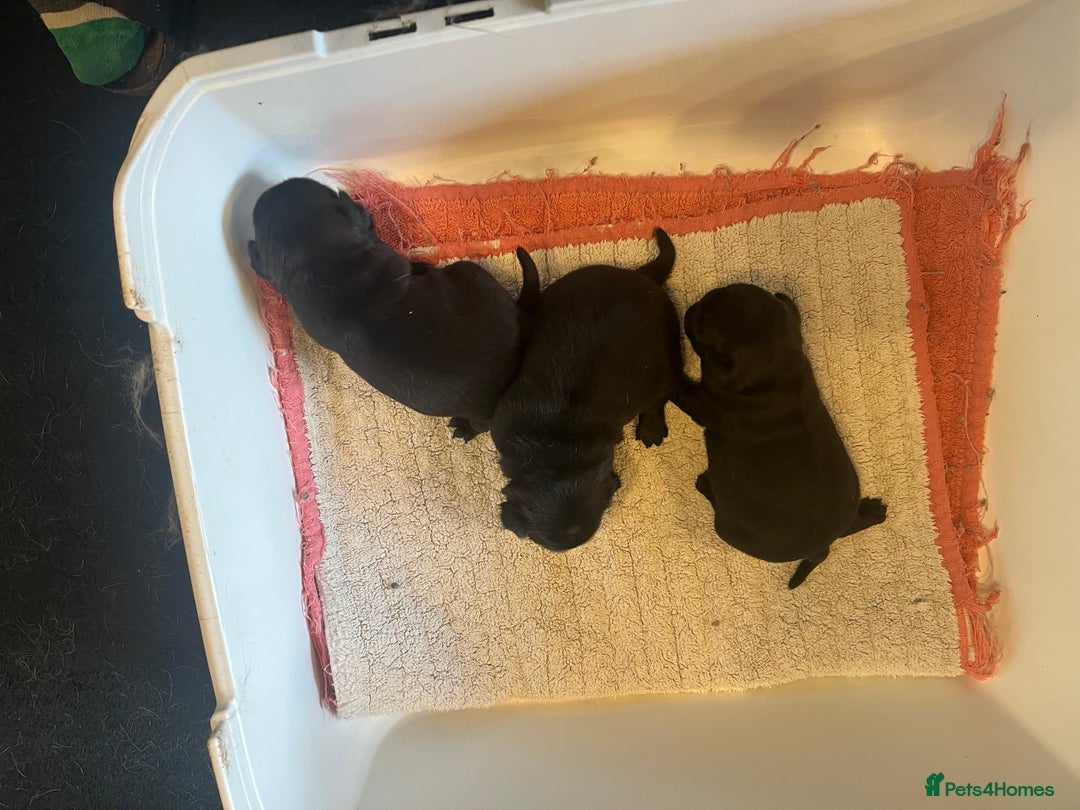 Pug dogs for sale: Platinum pug girls vaccinated Insured microchipped - Image 2