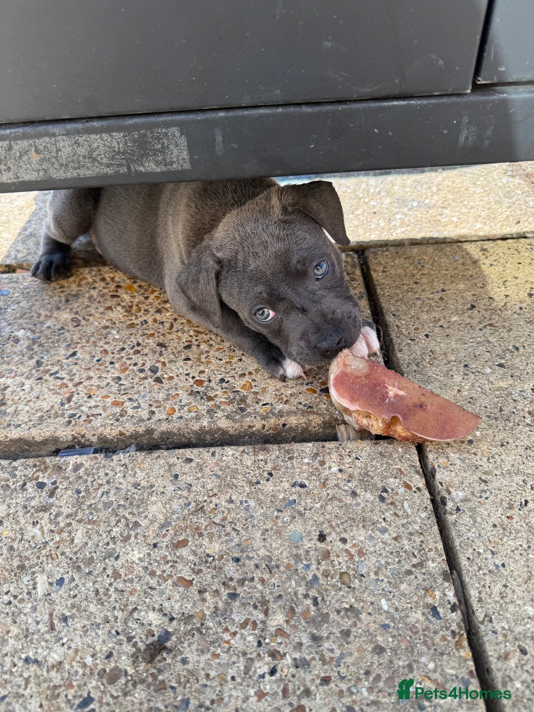 Staffordshire Bull Terrier dogs for sale: Kc registered blue Staffordshire puppies  - Image 9